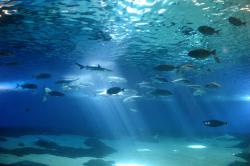 Sunbeams filter down through an aquarium full of a variety of fish (including sharks, surgeonfish, unicornfish, and others.)