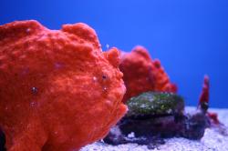 This lumpy bumpy strange red sea creature is called a frogfish.