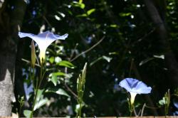 "Heavenly Blue" Morning Glory flowers seems to glow from within. 