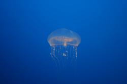 Crystal jellyfish.