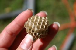 A vacant paper wasp nest held in my fingertips. The nest is constructed of open hexagonal cells in which the young develop.
