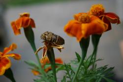 A shed cicada skin among orange Marigold flowers.