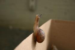 A snail reaches for the sky while climbing out of a cardboard box. 