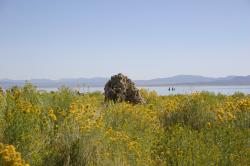 Tufa tower surrounded by yellow wildflowers at Mono Lake.