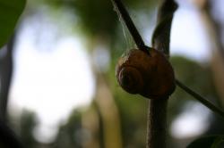 An empty snail shell impaled on a stick and covered with spider webs. 
