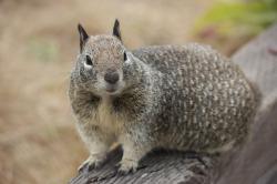 Ground squirrel, ready for his closeup on the boardwalk.