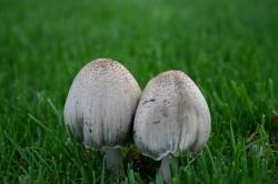 Two white mushrooms in green grass.