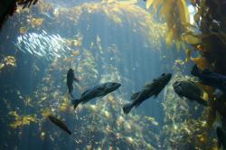 Fish at Monterey Bay Aquarium.