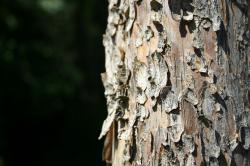 Rough textured bark on the trunk of a tree.