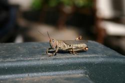 A handsome grasshopper. 