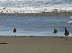 Seabirds at Morro Bay, California. 