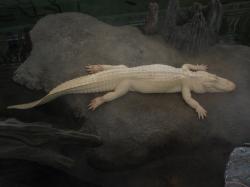 An albino alligator resides at the California Academy of Sciences.