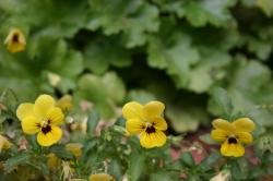 Yellow pansies in front of a green leafy background. 