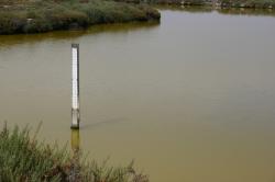 A depth marker in a salt marsh shows stagnant green water to be lower than usual.