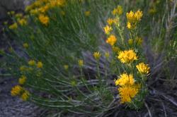 Yellow wildflowers on stems that resemble rosemary. 
