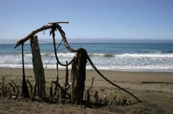 A fence constructed of driftwood, seaweed, and wire on the beach. 