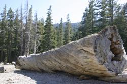A fallen tree near Mammoth Mountain. Natural CO2 emissions from a magma body beneath Mammoth Mountain asphyxiated more than 100 acres of trees near Horseshoe Lake in the early 1990s. 