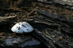 A white mushroom on a fallen tree near Mammoth Lakes.