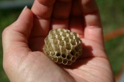 A vacant paper wasp nest held in the palm of my hand. The nest is constructed of open hexagonal cells in which the young develop.