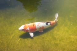 A white, orange and black koi fish in a shallow green pond.