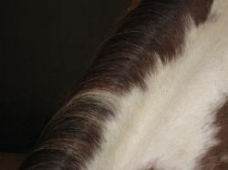 A closeup of a brown and white pinto horse's mane. 