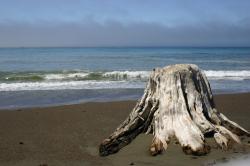 Sun-bleached driftwood tree trunk on the beach. 