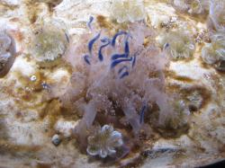 Upside down jellyfish with blue tentacles.