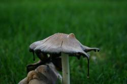 Dripping mushrooms in green grass. 