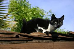 A black and white cat suns herself on a roof.