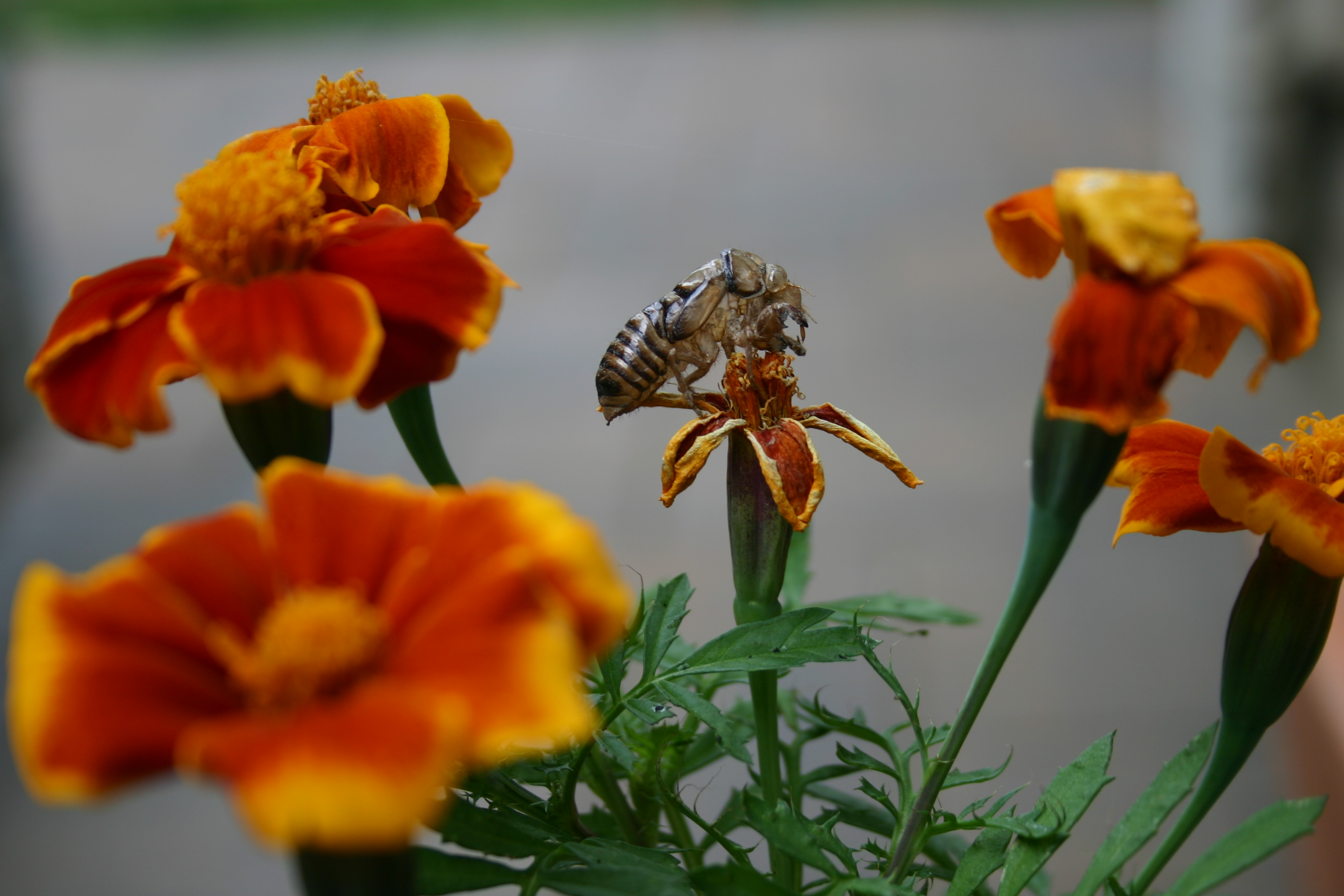 A shed cicada skin among orange Marigold flowers.