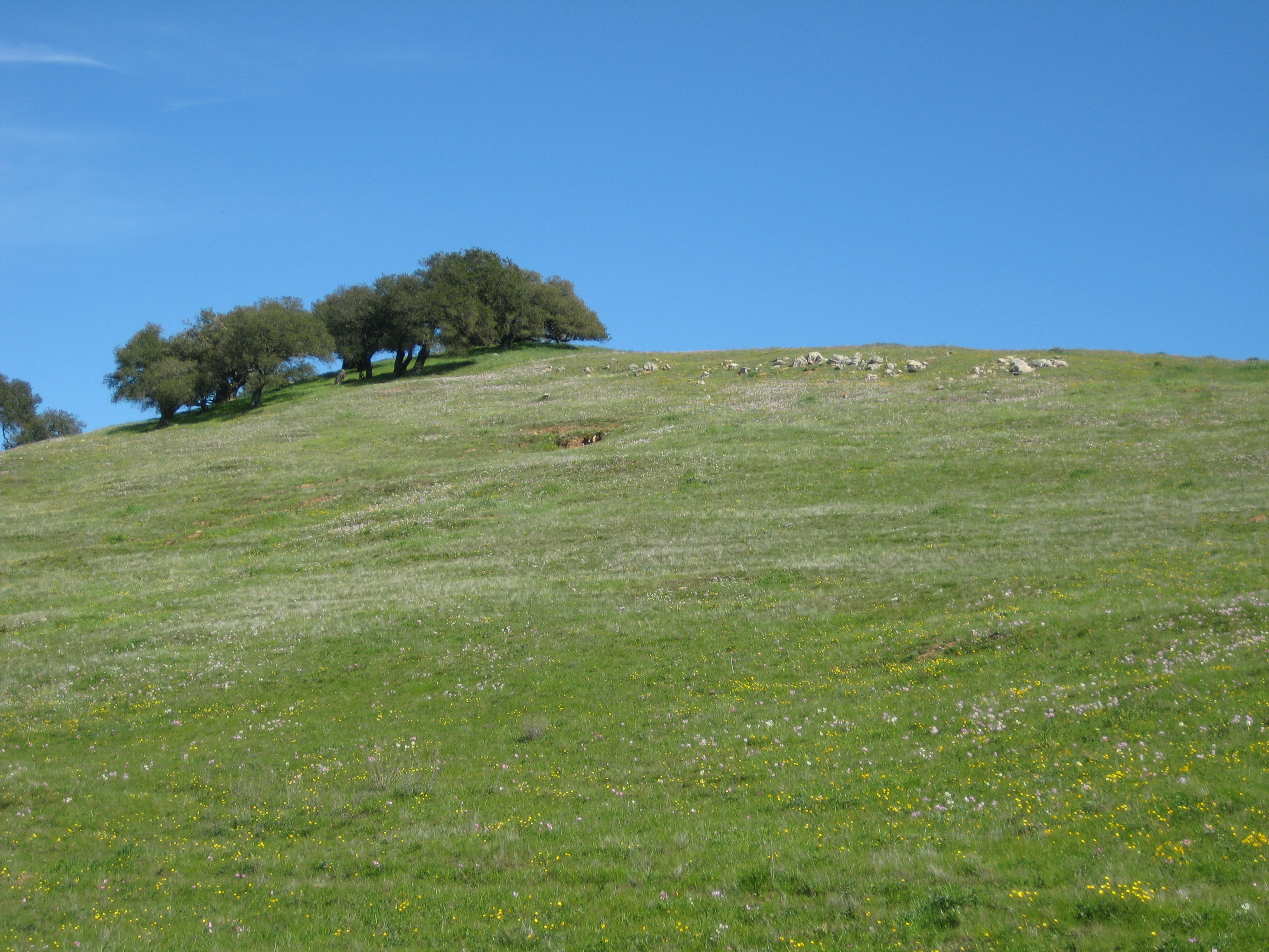 Tiny yellow and white wildflowers dot a hill in Pacheco State Park, California.