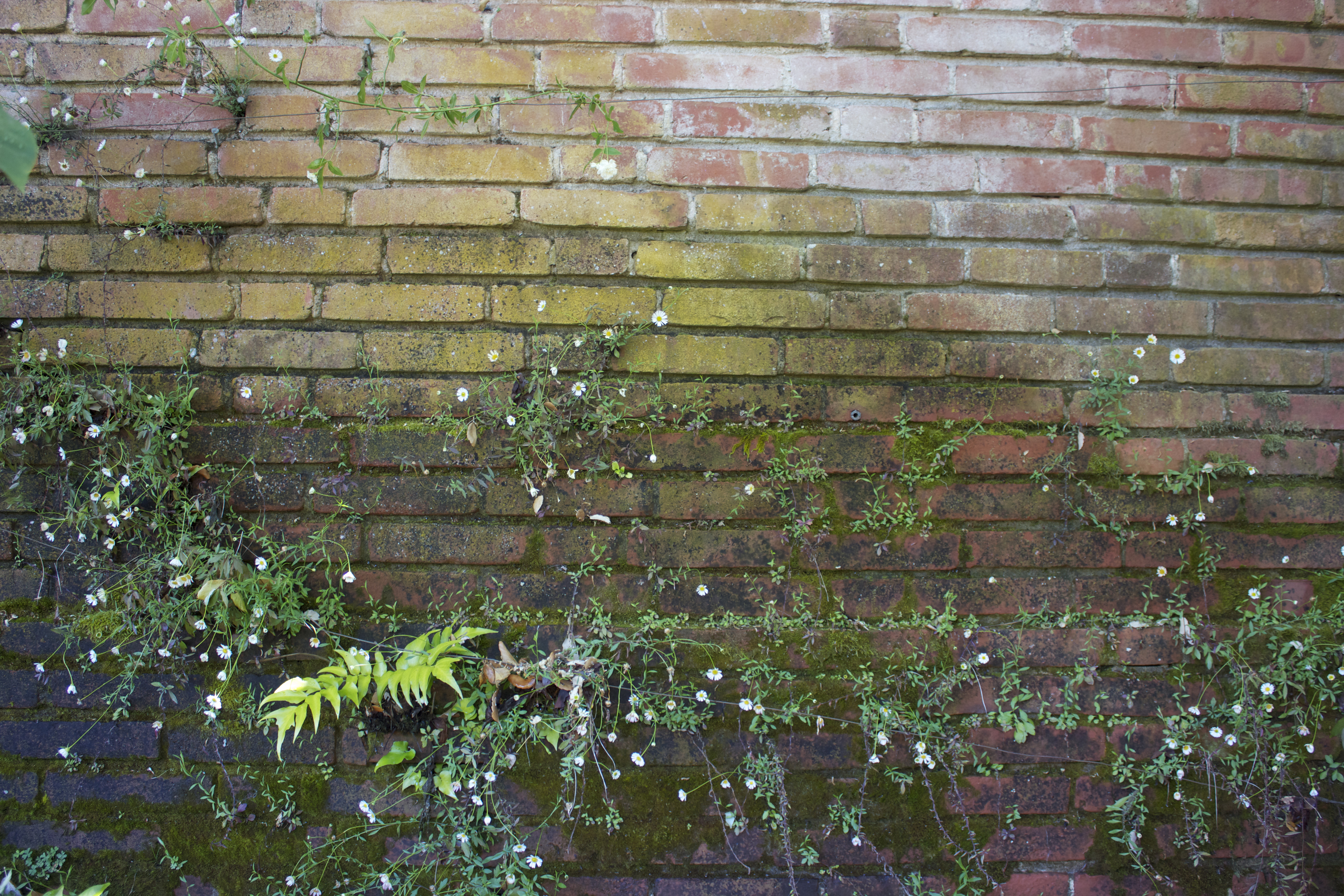 Flowers, leaves and moss growing on a brick wall. 