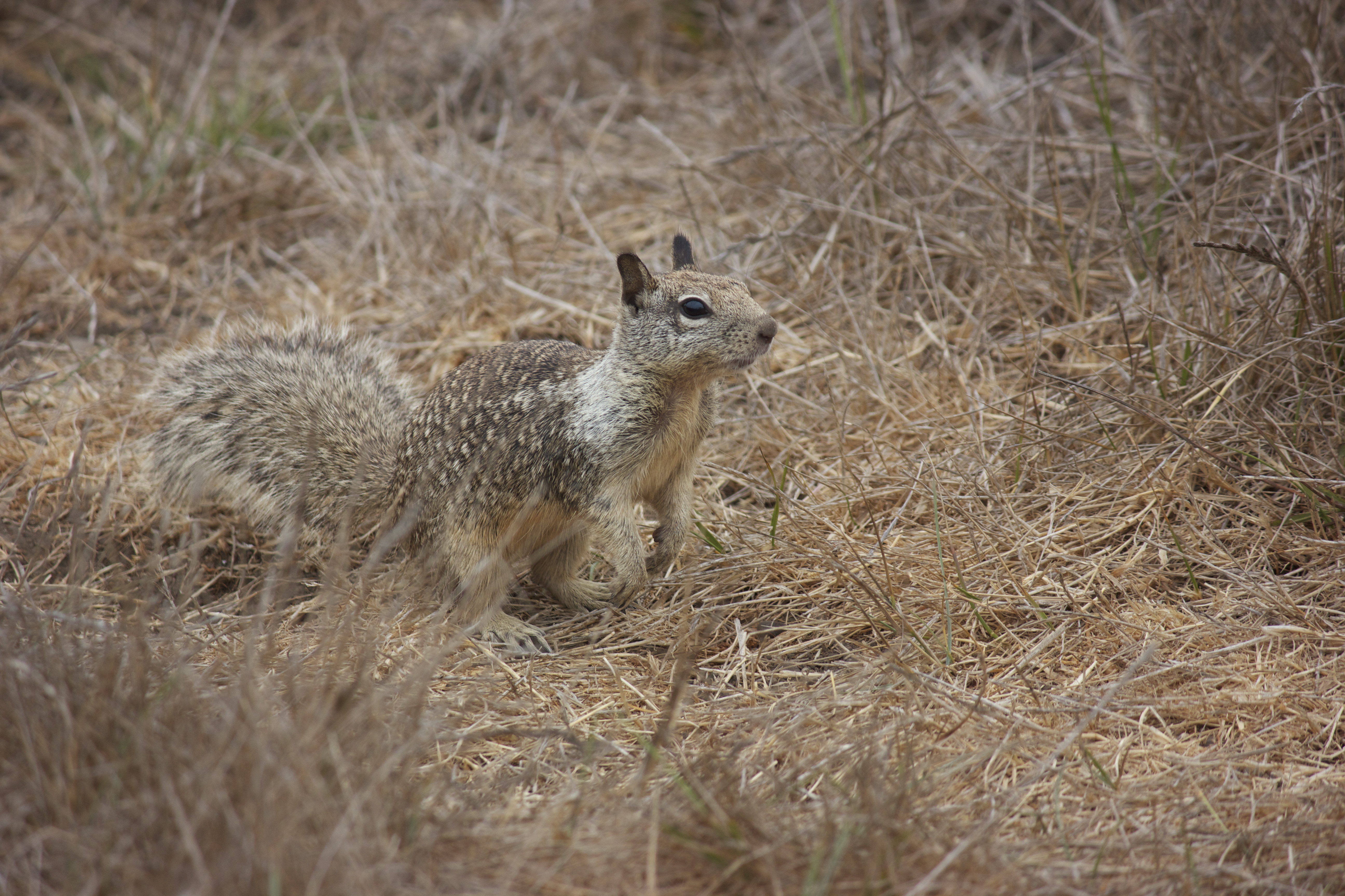 Ground squirrel, alert in the scrub brush.