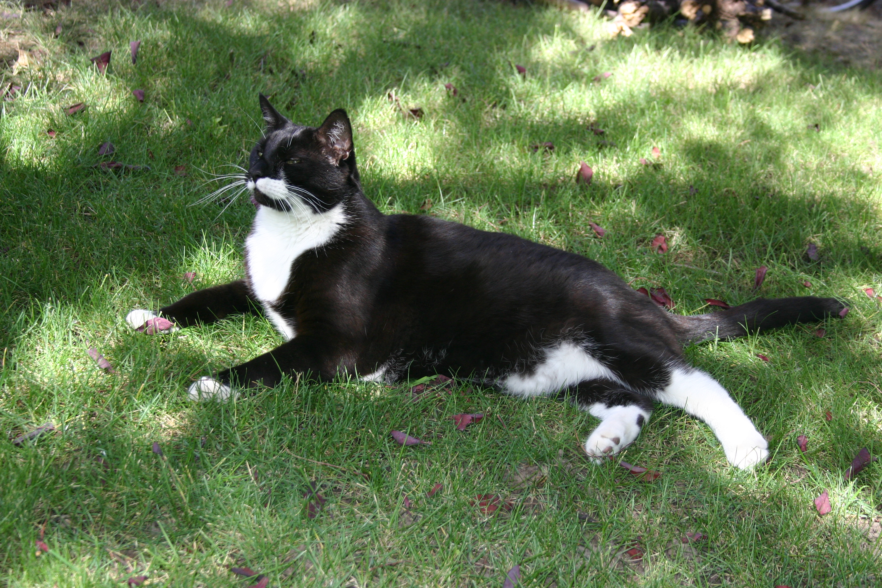 The majestic tuxedo cat in his natural habitat (the lawn). 