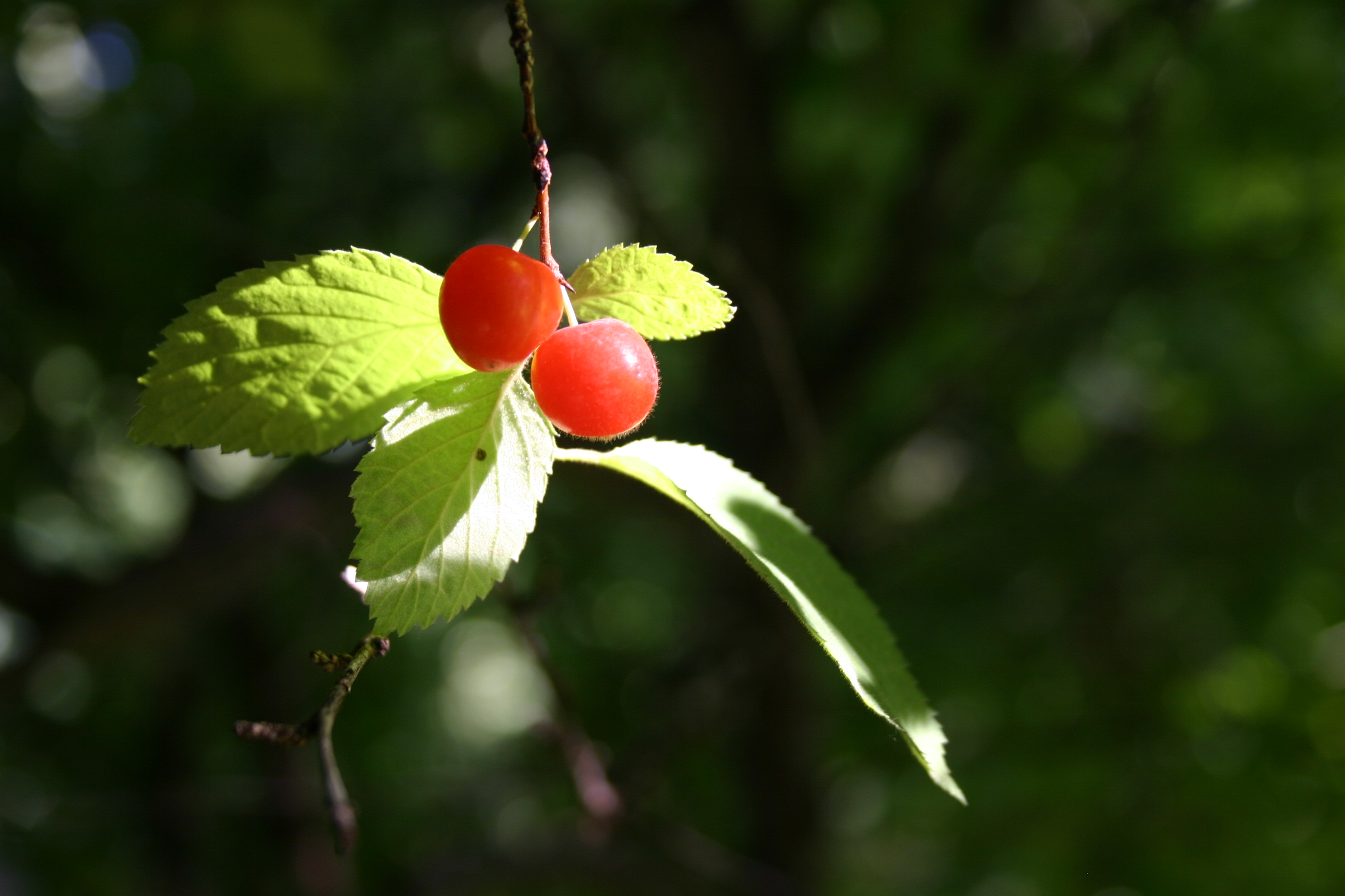 Red berries and green leaves.
