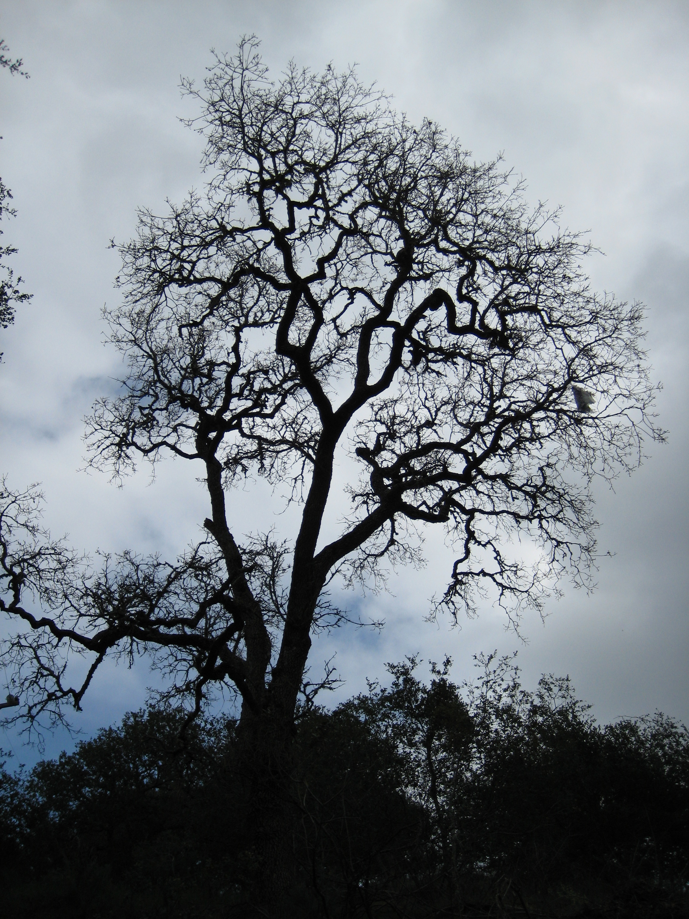 Black silhouette of a tree against white clouds. 