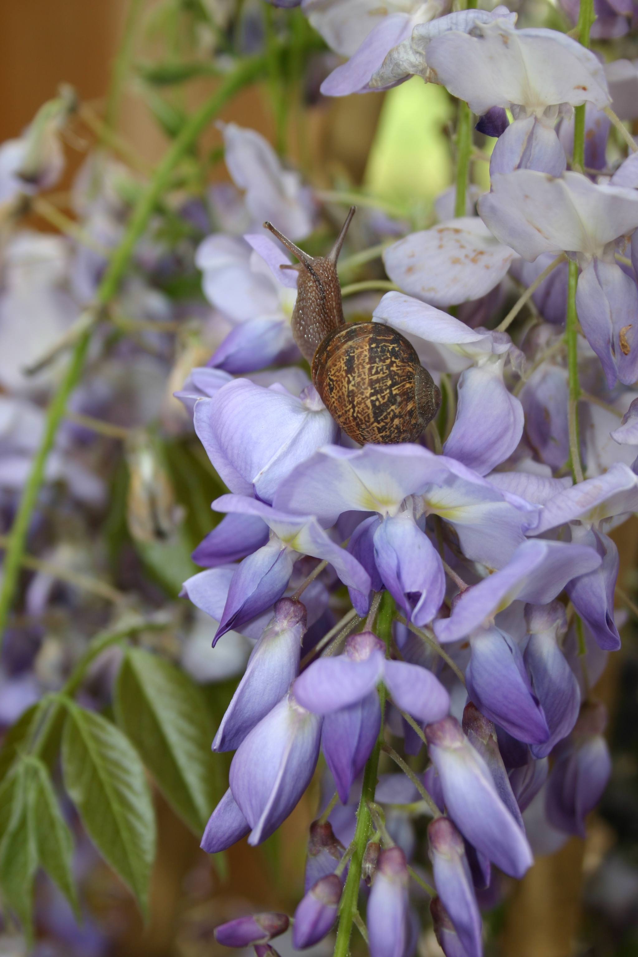 A snail checks out the purple wisteria flowers.