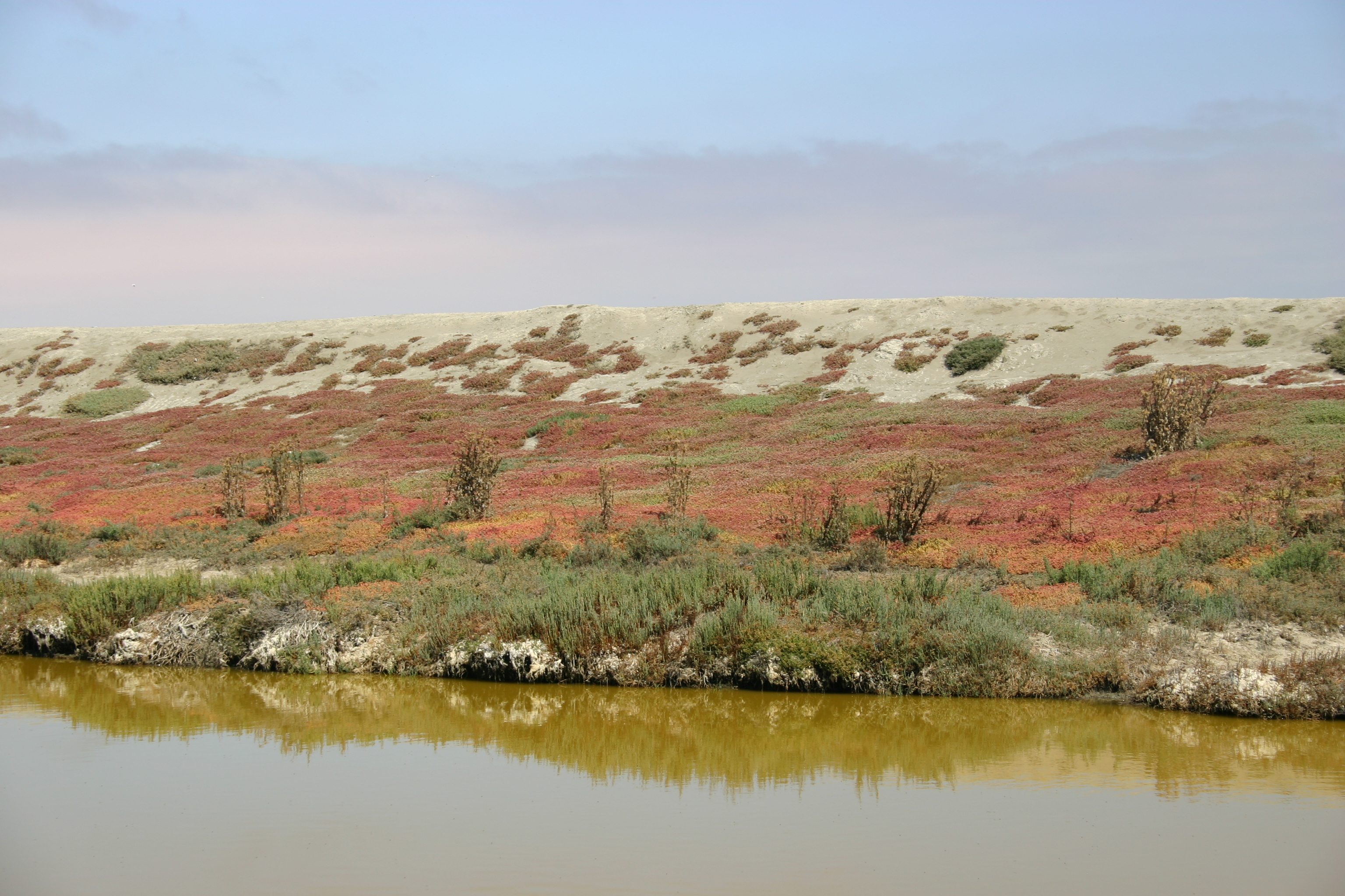 Colorful plants grow on the bank of the green waters of a salt marsh.