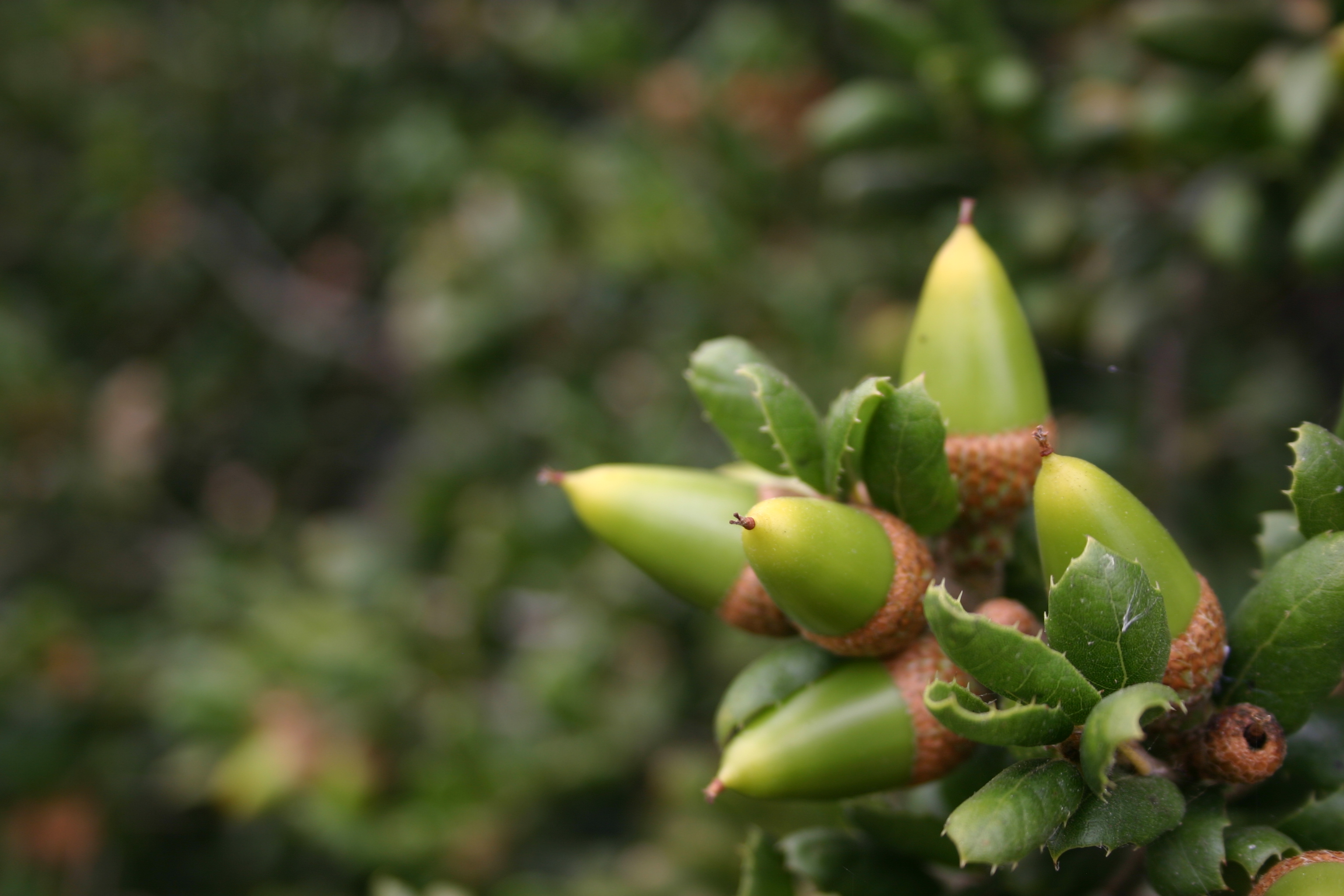 Macro of bright green acorns and oak leaves. 