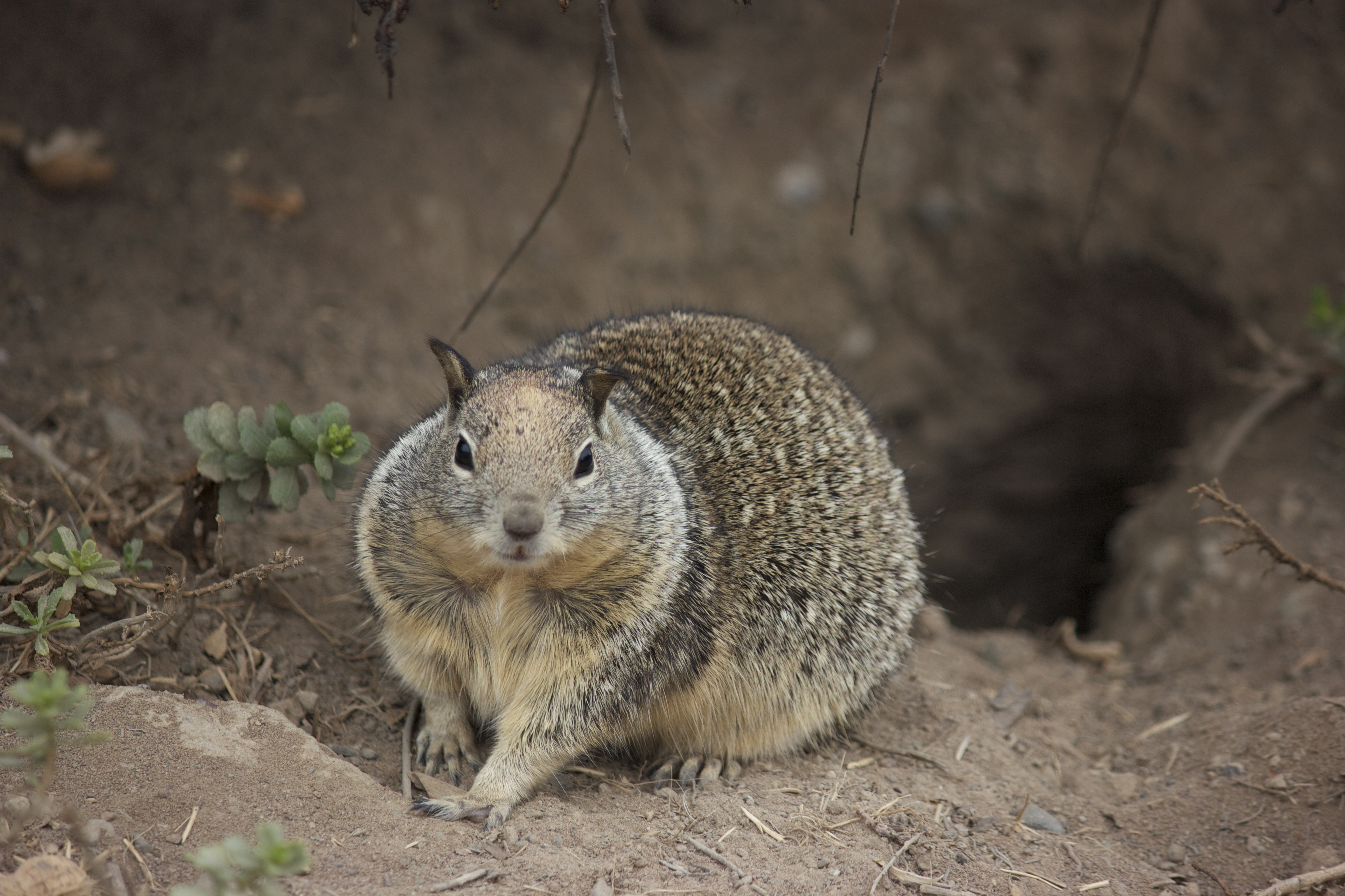 Ground squirrel, in front of the hole he calls home.