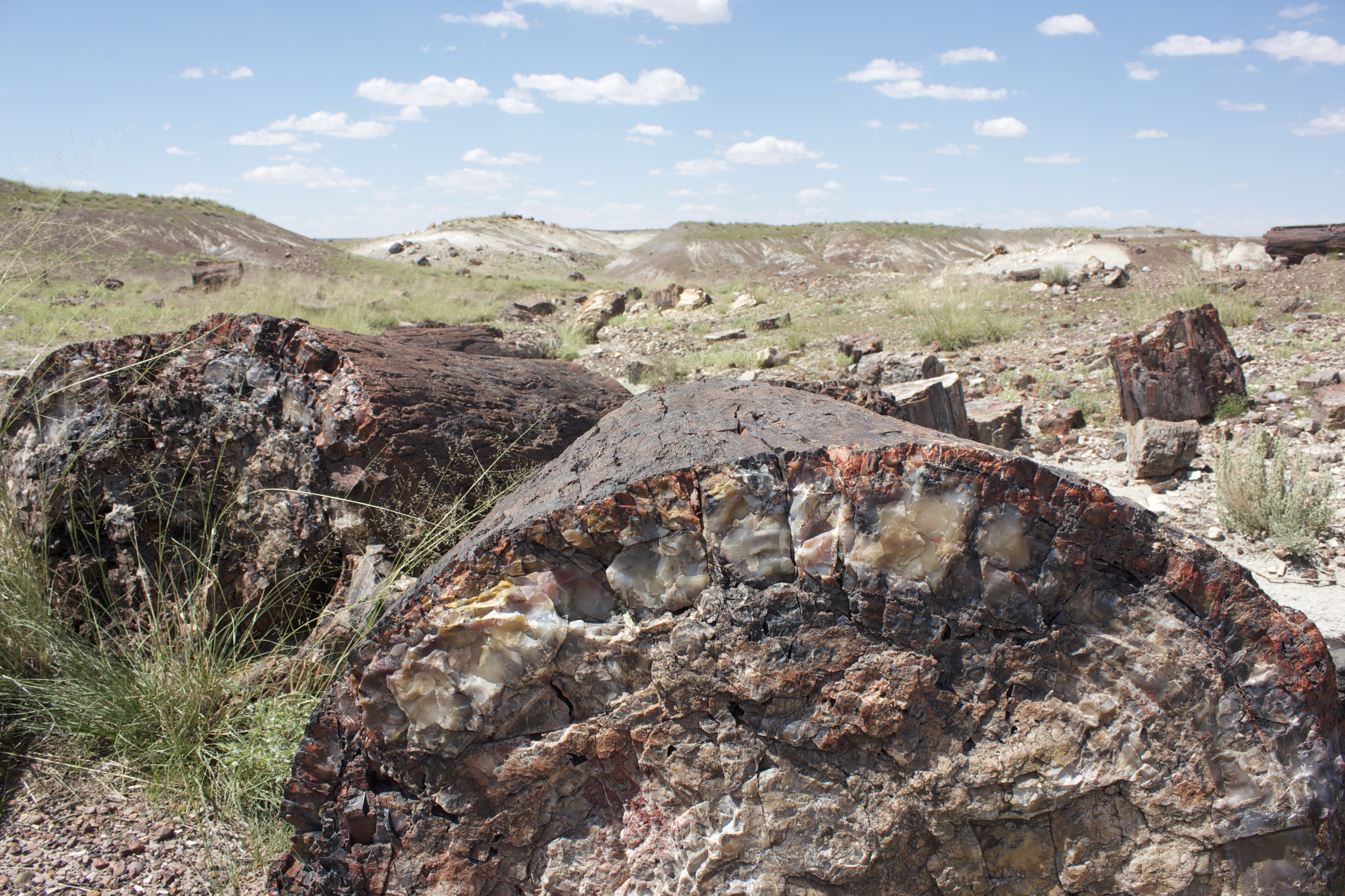 Petrified wood in this desolate landscape has been fossilized and turned to stone. 
