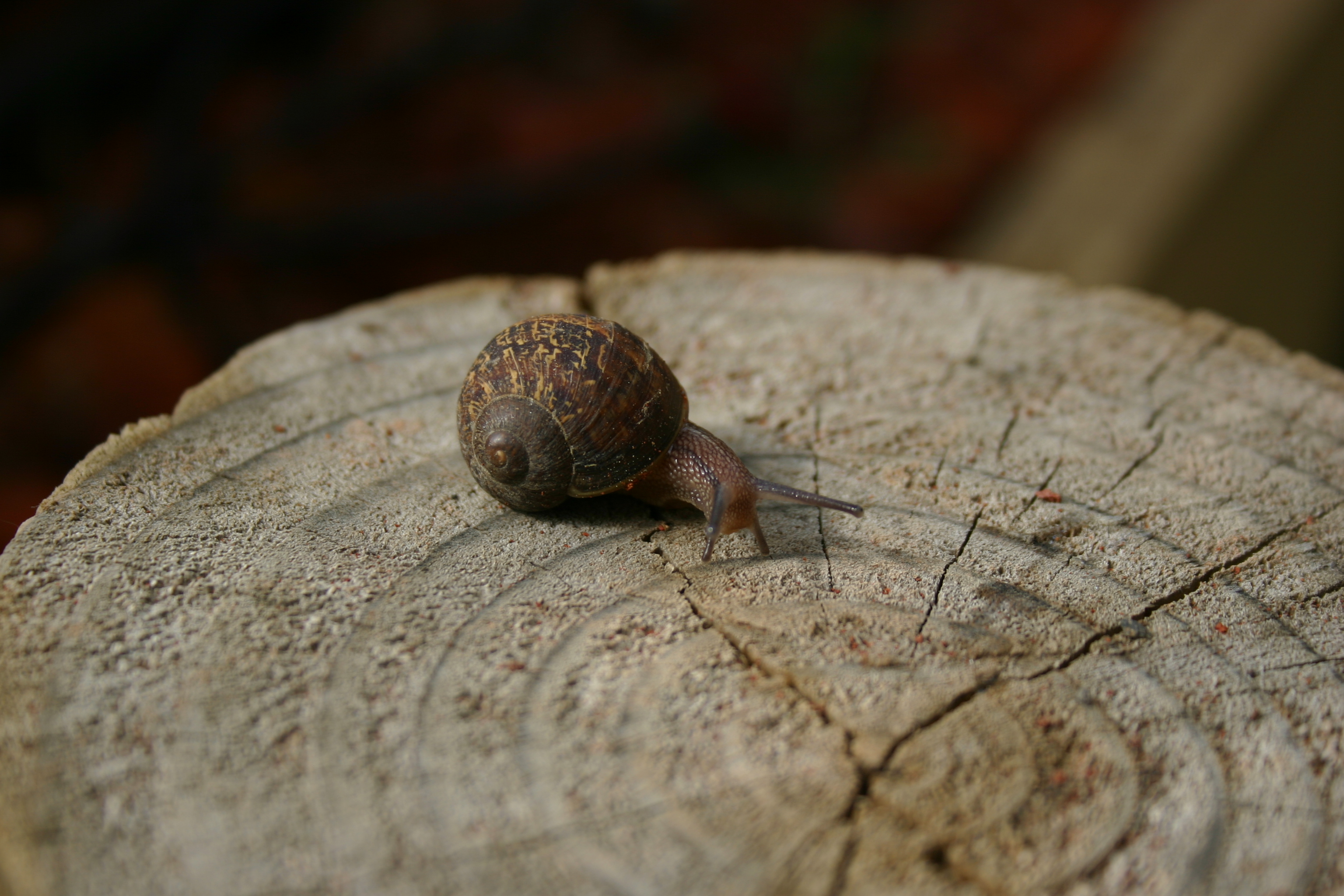 A garden snail examines the rings on a wood post.