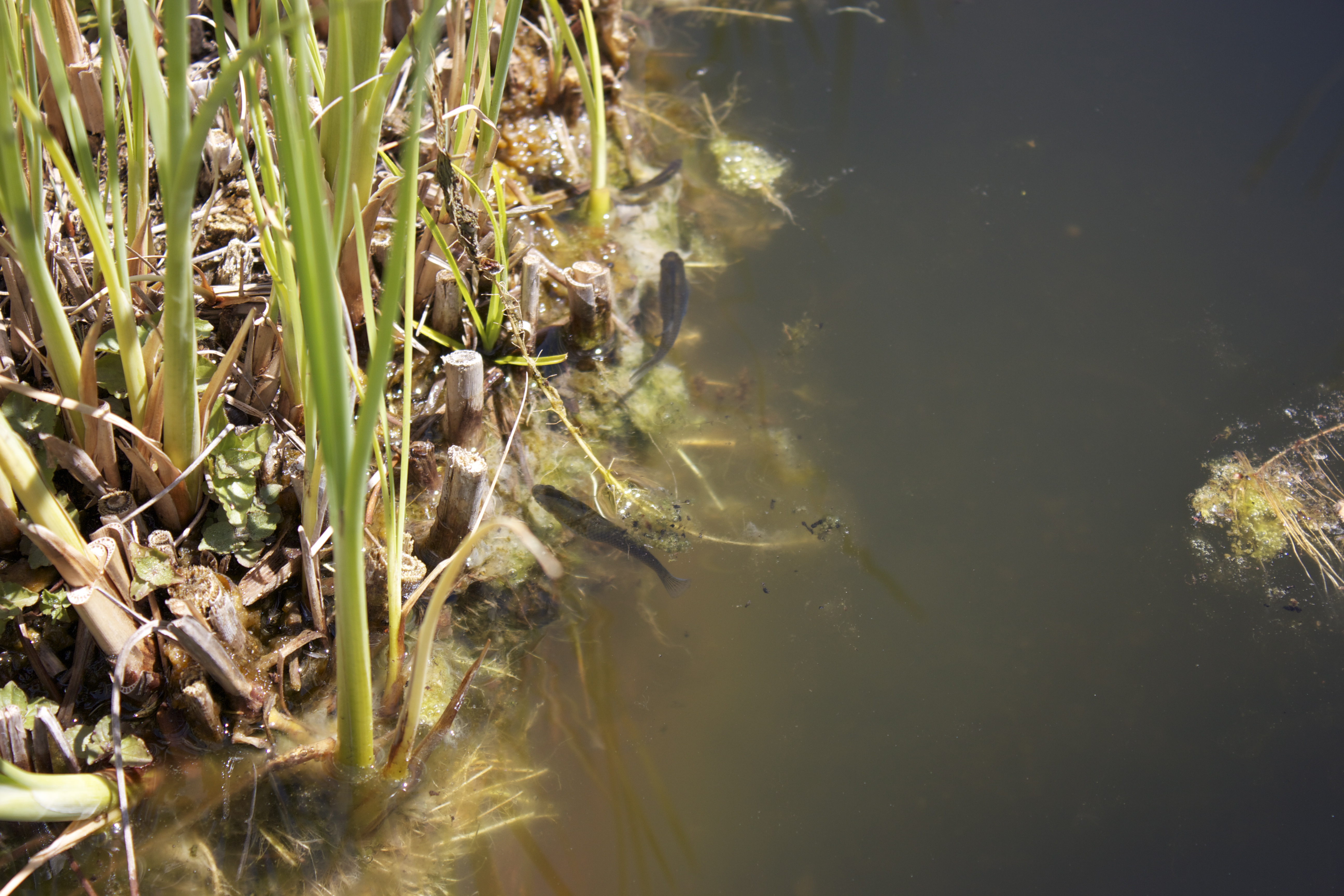 Little fish swim near plants at the edge of a murky pond.