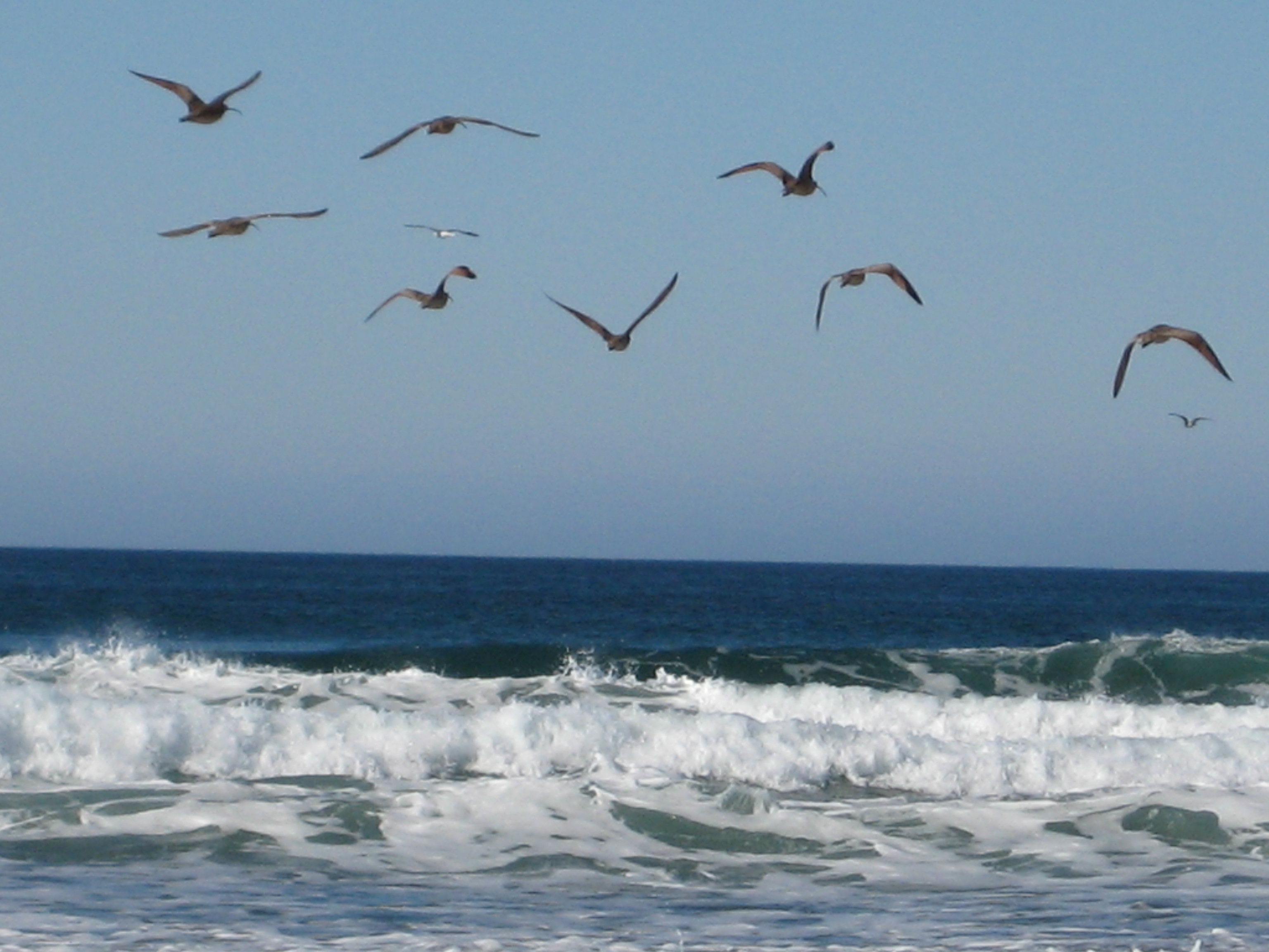 Seabirds flying over the waves at Morro Bay, California. 