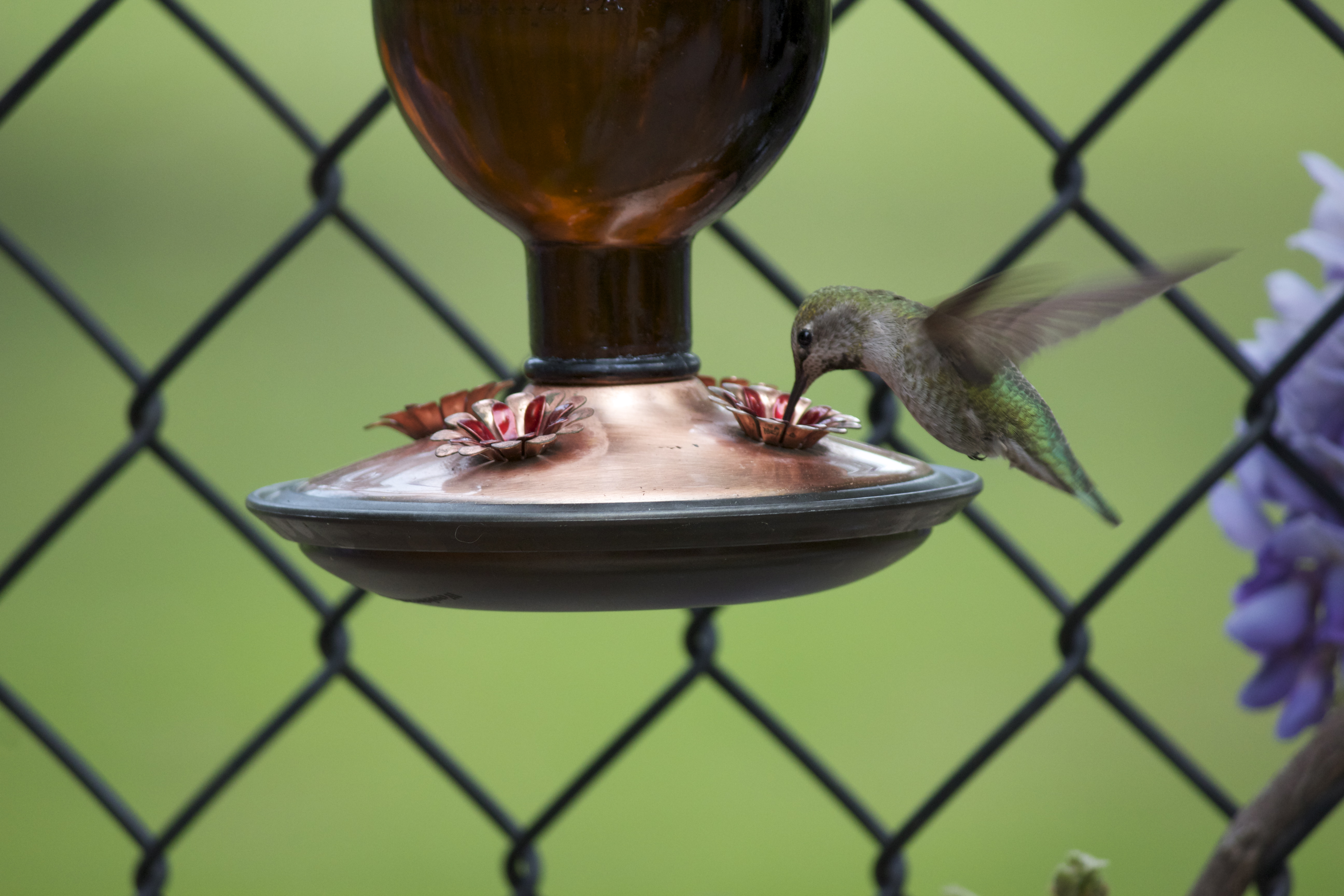 Hummingbird hovering and drinking from a hanging feeder.