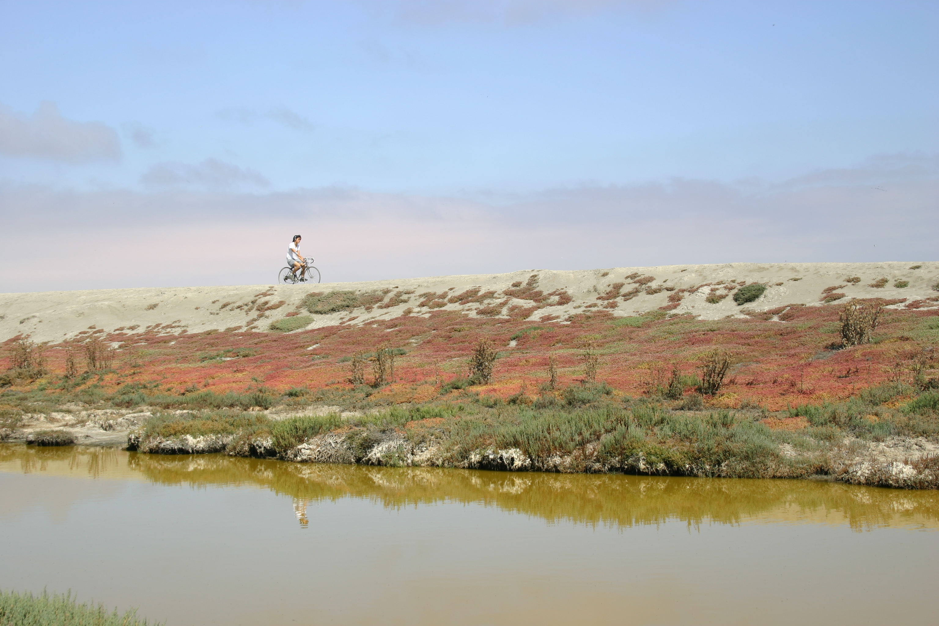 A cyclist reflected in the water of a salt marsh rides across the horizon.