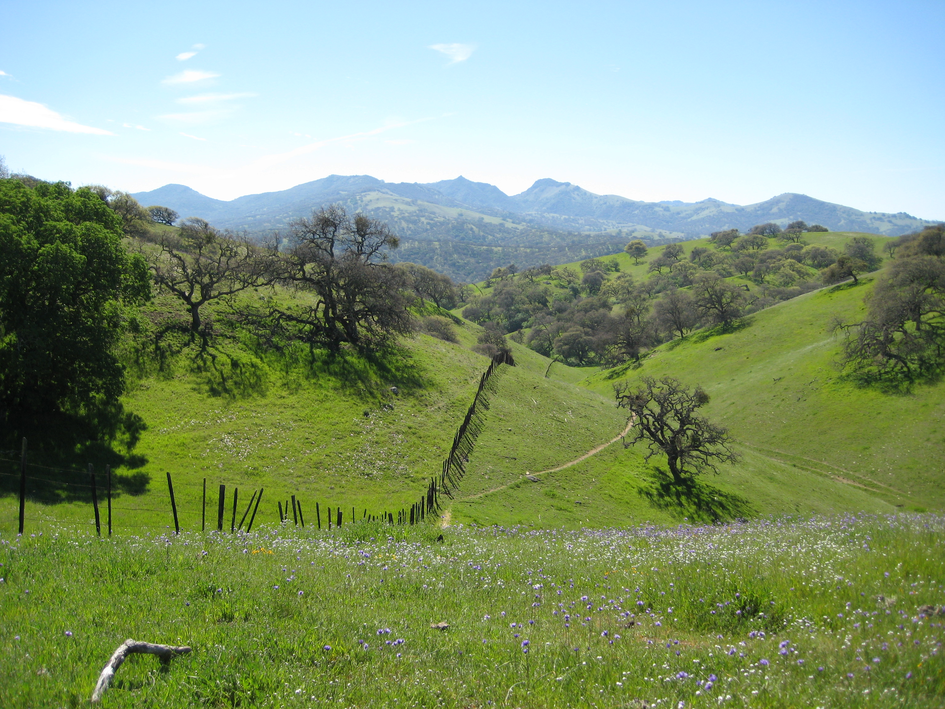 Wildflowers color a hillside in Pacheco State Park, California. 