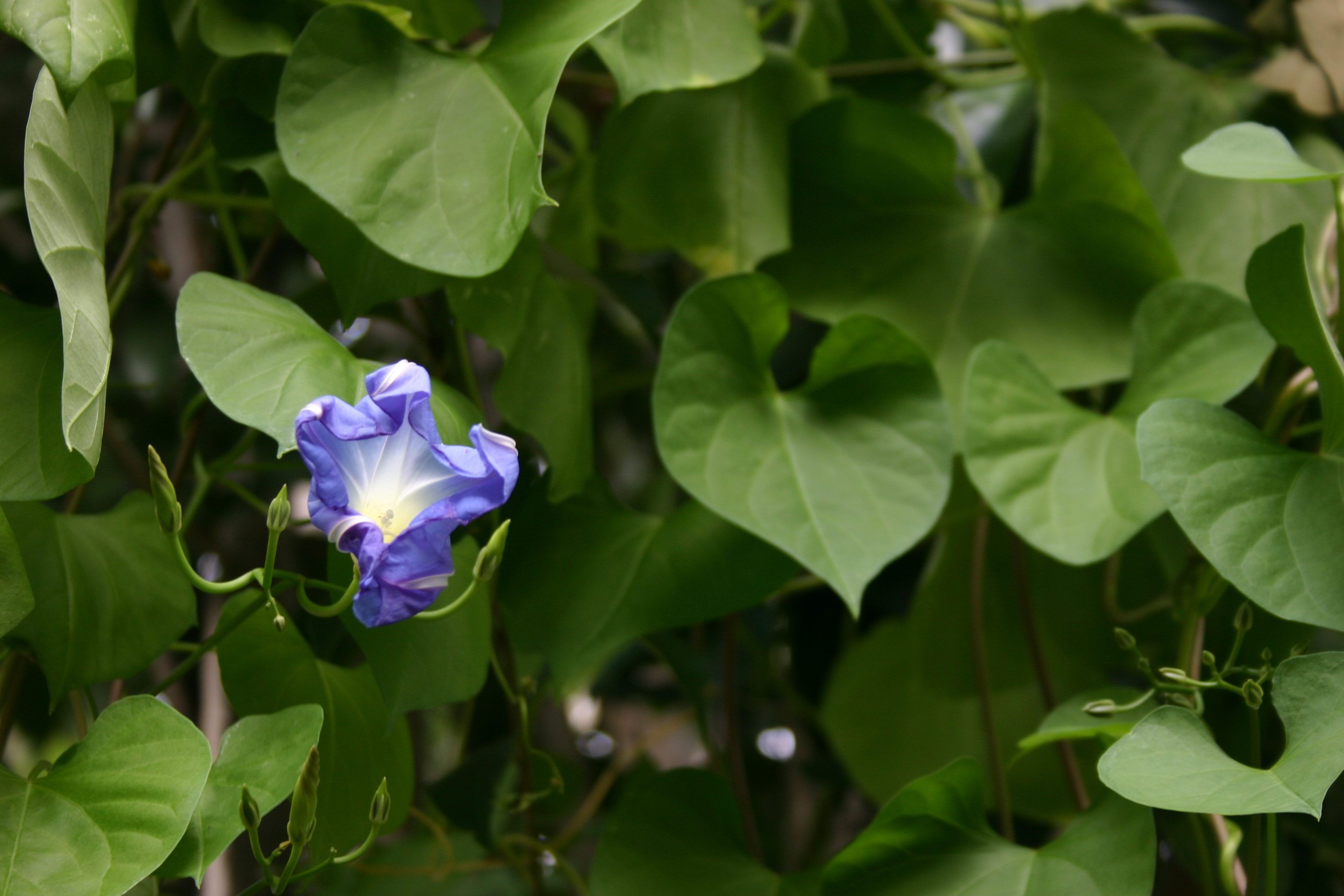 A shriveling "Heavenly Blue" morning glory in front of a green leafy background. 