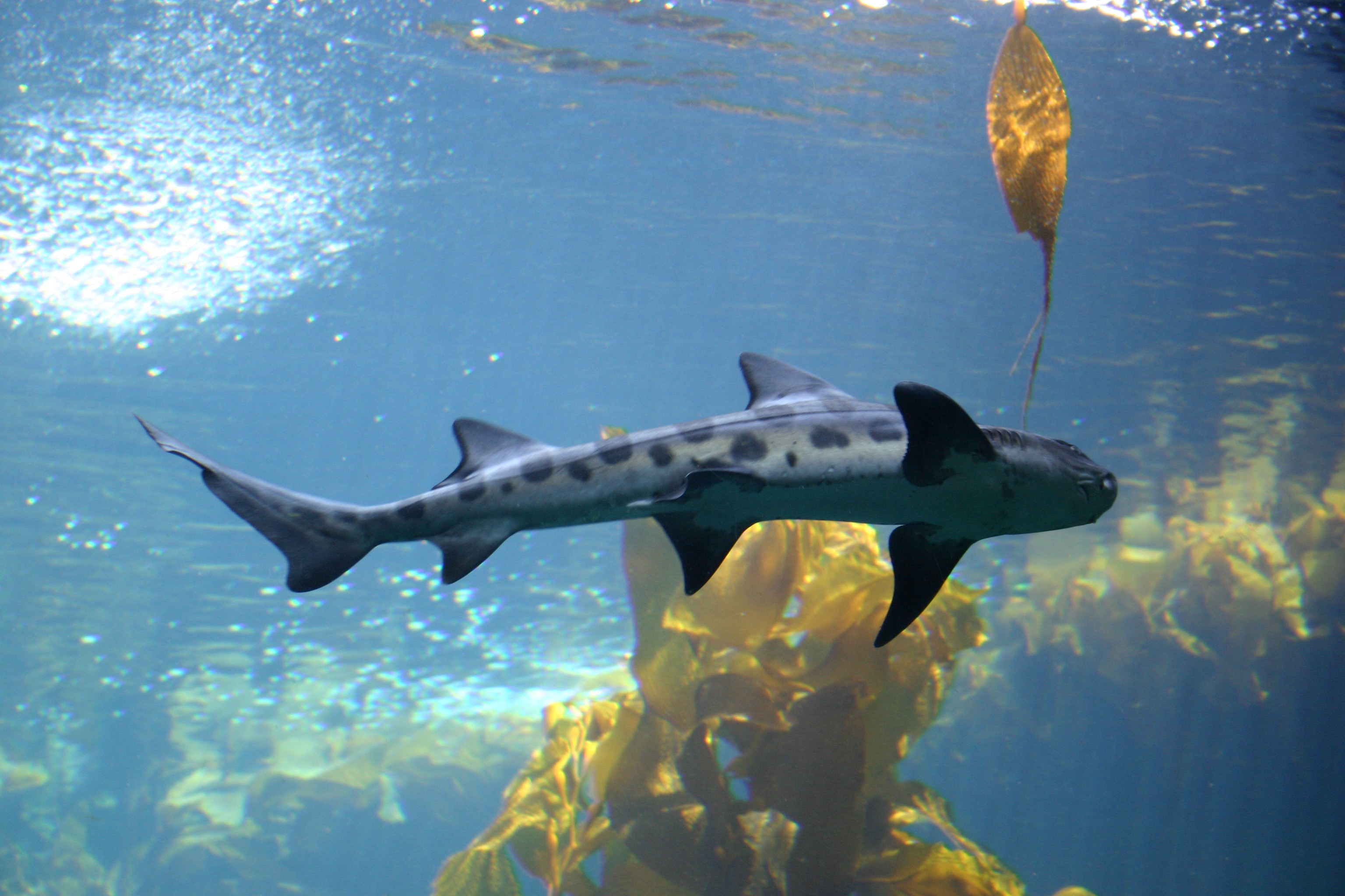 Leopard shark. 