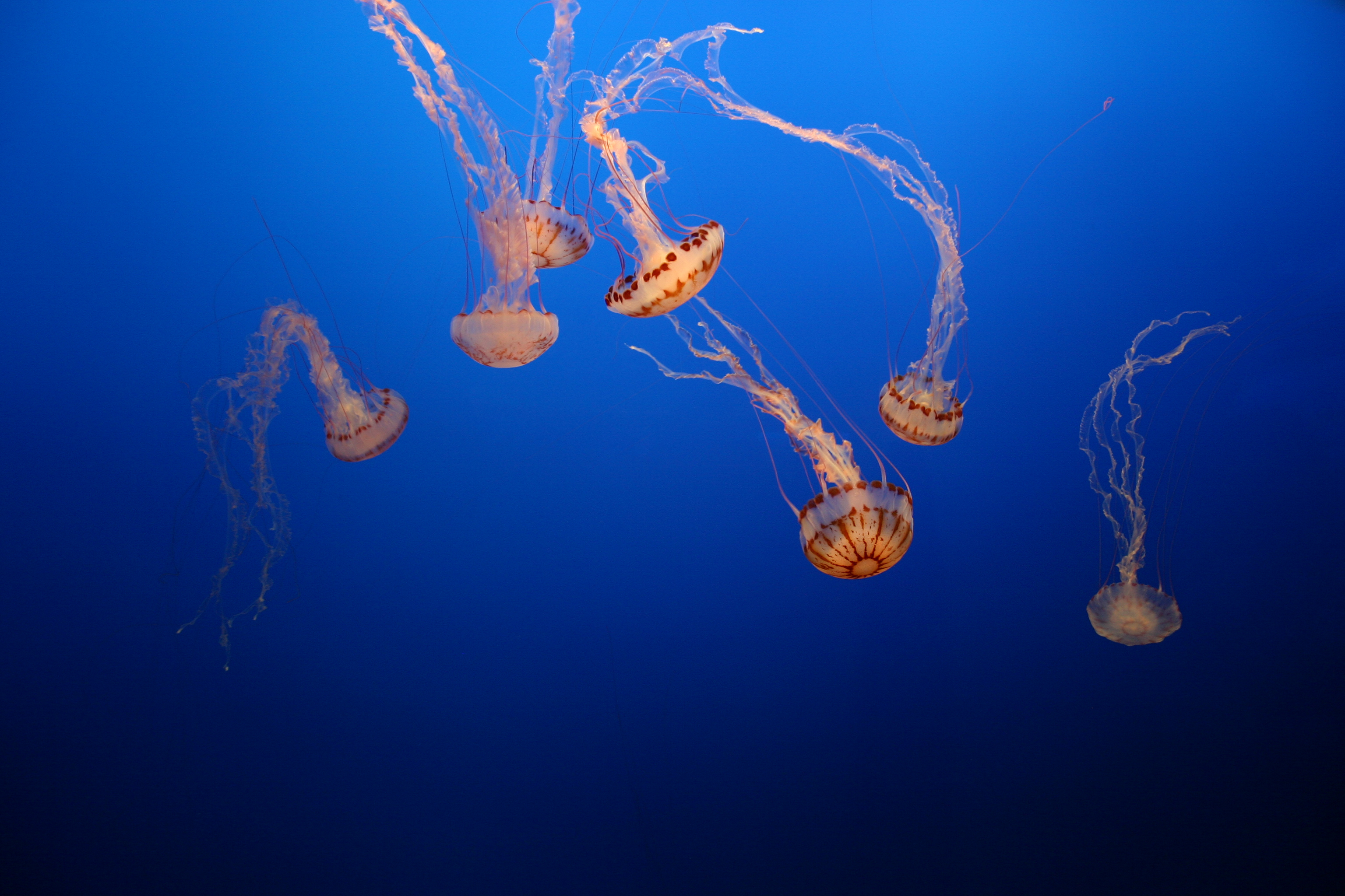 Sea Nettle jellyfish. 